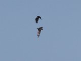 ma en kind 2  Fish eagle and young one play in air : frieda
